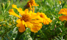 Tagetesblomster beskytter mod gulerodsfluer