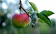 Apple on branch
