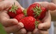 Strawberries in hands