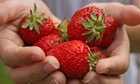 jordbaer-i-haenderne.jpg